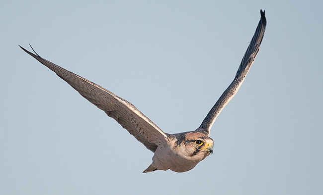 Lanner Falcon in flight